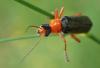 Cantharis pellucida